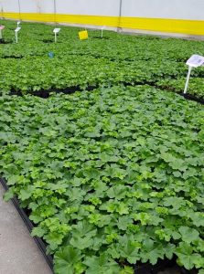 young plants